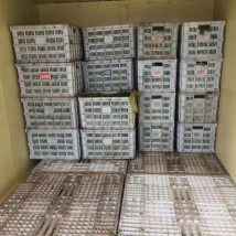 有机农场蔬菜真空预冷机博帆叶菜类打冷机保鲜速冷设备